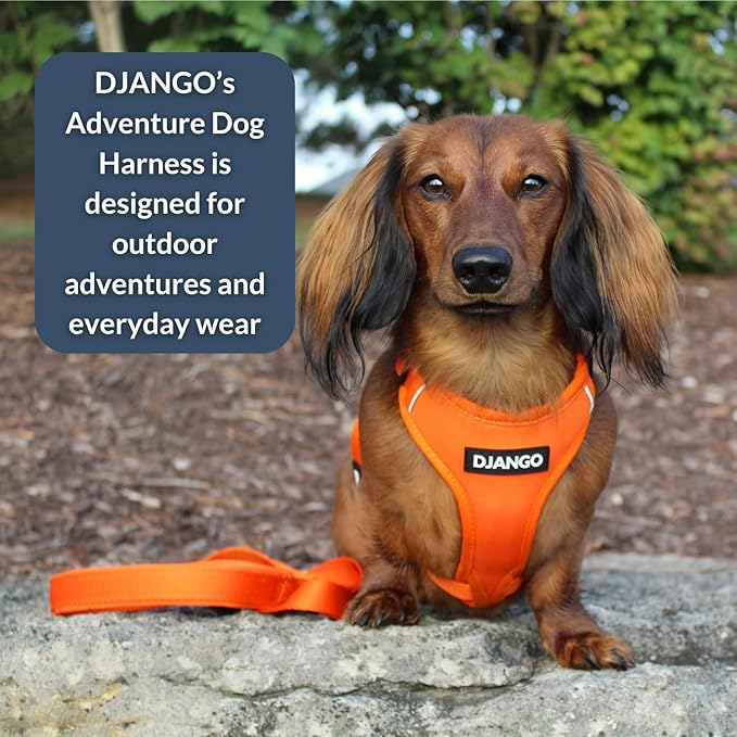 DJANGO Adventure Dog Harness - Stylish, & Durable Small Dog Harness for Outdoor Adventures and Everyday Wear - Sunset Orange Neoprene Adjustable Harness for Dogs with Reflective Piping & Brass D-Ring