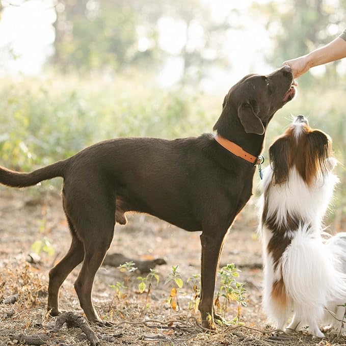 Dog Treats Chicken Jerky Tenders, Healthy Human Grade Chicken w/Taurine Rawhide-Free Grain-Free, High Protein Training Reward Treats Snacks for Small Medium Large Breed, 12 Counts, 10.6 oz