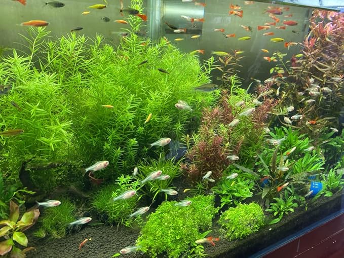 LANDEN Aqua Soil Substrate for Natural Planted Aquarium, Plant or Shrimp Stratum, Clay Gravel and Stable Porous Substrate for Freshwater Aquarium, Black Color (20 lbs)