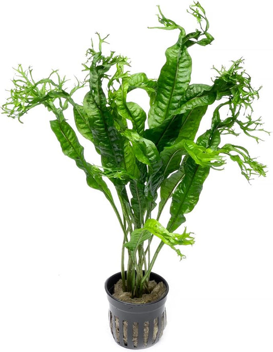 Java Fern Live Aquarium Plants - Potted Freshwater Plant for Fish Tanks - Beginner Friendly, Low Light (Windelov, 5 Pots)