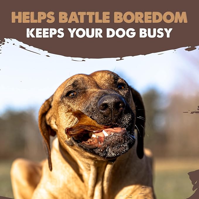 Mighty Paw Full Pig Ears for Dogs | All Natural Treats. Single Ingredient Pet Treat. Better Than Rawhide Dog Snacks for Puppy & Large/Medium Breeds. Pigs Ear Chews (12 Pack)