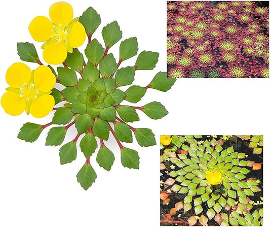 Ludwigia Sedioides Live Mosaic Plant for Ponds Aquariums Unique Floating Lily Like Rosette Leaves Aquatic Plant for Water Gardens Aquatic Koi Ponds Aquascaping Yellow Flowering Awesome Aquatic
