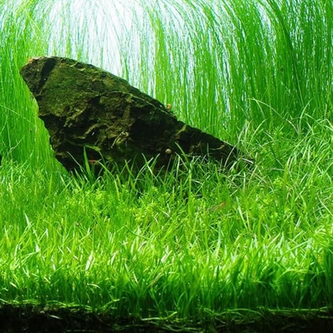 Aquarium Plants Discounts Potted Tall Hairgrass by AquaLeaf Aquatics - Easy Aquatic Live Plant- (Potted Tall Hairgrass, 3 Pack)