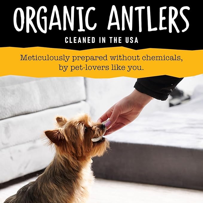 Snatchers Elk Antlers for Dogs – Long Lasting Dog Chews and Dog Toys for Aggressive Chewers, Naturally Shed Deer Antlers for Dogs Processed in The USA, No Additives (Extra Large, 8-9", 1 Count)