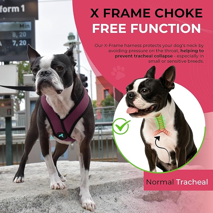 Gooby Comfort X Head in Harness - Purple, Small - No Pull Dog Harness with Patented Choke-Free X Frame for Small to Medium Dogs Indoor/Outdoor Use