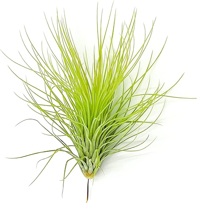 Air Plants - Tillandsia Andreana, Large 4-6" - 2ct - Live Arrival Gauranteed - House Plants for Home Decor & Gift