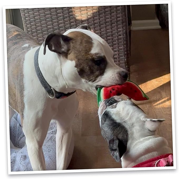 Doggijuana Tuffer Chewer Mini Plush Dog Toy | Funny Dog Toy Plush with Juananip Catnip for Dogs | Calming Aid for Dogs | Interactive Squeaky Chew Toy for Play (Watermelon Slice)