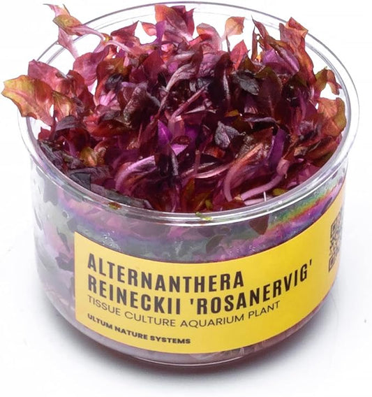Ultum Nature Systems Alternanthera Reineckii Rosanervig Red Stem Tissue Culture Live Plant for Aquarium, Aquascape, Freshwater Fish Tanks - 100% Snail Free in Vitro