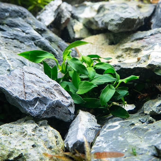 Ultum Nature Systems Anubias Nana Petite Tissue Culture Live Plant for Aquarium, Freshwater Fish Tank, Aquascaping - 100% Snail Free in Vitro