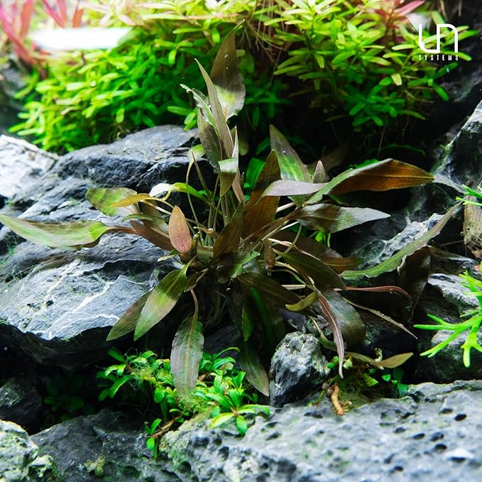 Ultum Nature Systems Cryptocoryne Mioya Tissue Culture Live Plant for Aquarium, Aquascape, Freshwater Fish Tanks - 100% Snail Free in Vitro