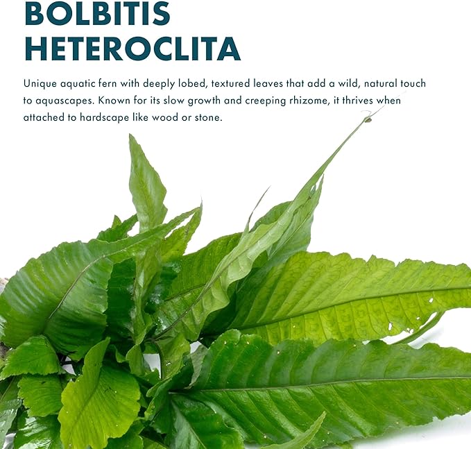 Live Plants - El Niño Fern (Bolbitis heteroclita) - Midground to Background Epiphytic Rhizome for Low to Medium Light Aquascapes - Dark Green, Slow-Growing Accent - Pot