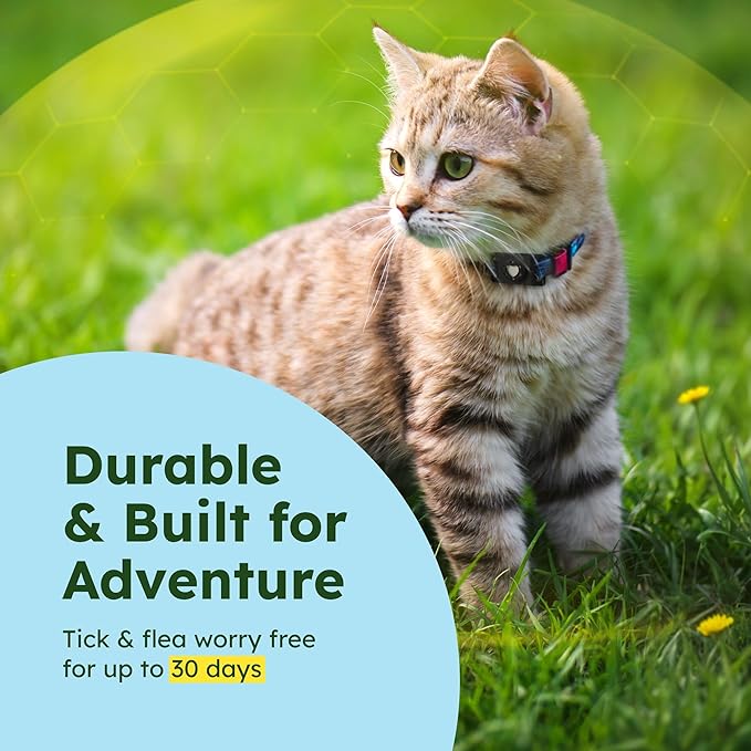 BugMD Paw Guardian Flea and Tick Prevention Pendant for Dogs & Cats with AirTag Holder | Plant-Powered Flea & Tick Control for Dog Collars & Cat Harnesses | Cat and Dog Tag with Air Tag Holder - BLACK