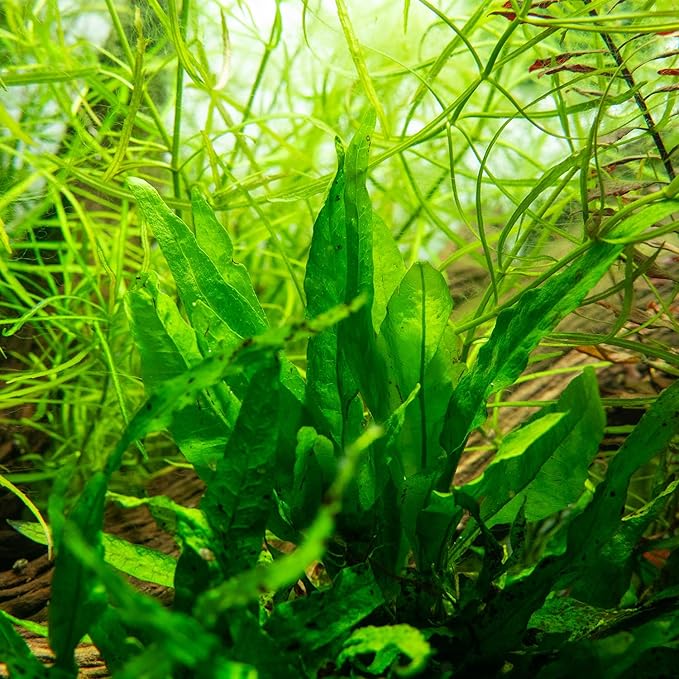Java Fern Live Aquarium Plants - Freshwater Plant for Fish Tanks - Beginner Friendly, Low Light (Java Fern, Bare Root (1 Piece))