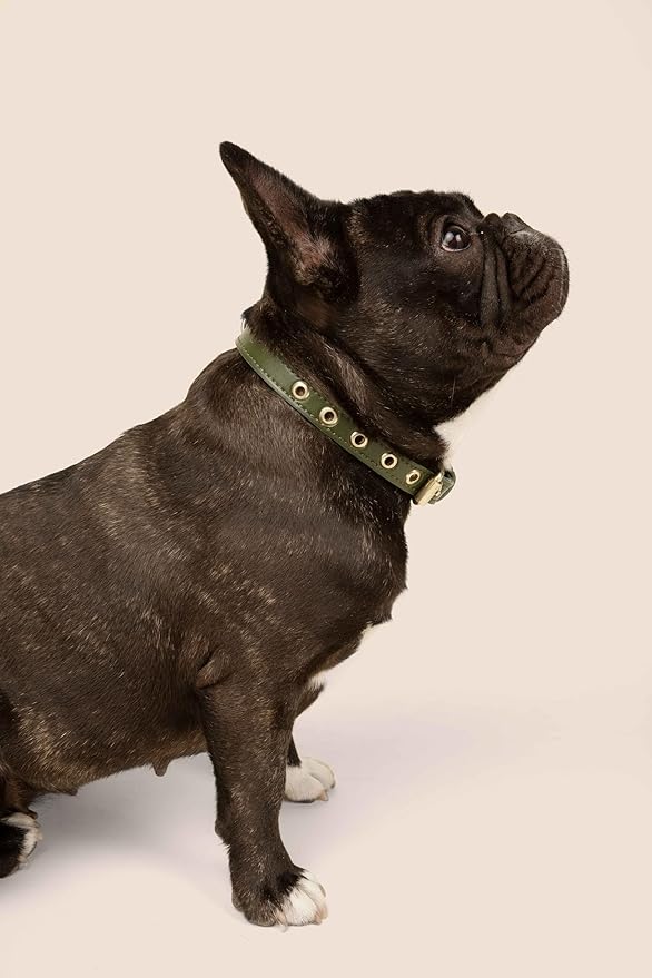 Cactus Leather Dog Collar - Eco-Friendly, Stylish, Easy-to-Clean Pet Collar with Gold Hardware, D-Rings for Leash & ID Tag (Small, Green)