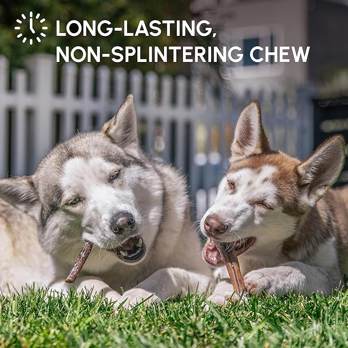 Downtown Pet Supply Bully Sticks for Dogs - Natural 6 Inch Beef Chews, Odor-Free & Rawhide-Free, Long Lasting Dog Treats for Aggressive Chewers - Healthy, Safe & Delicious Chews Dogs Love (30 Pack)