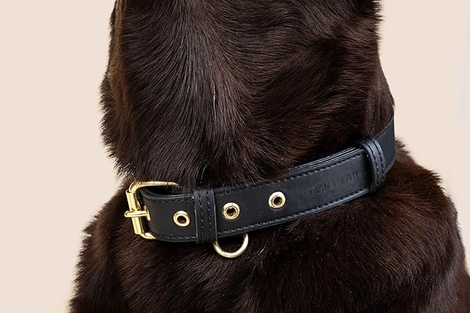 Cactus Leather Dog Collar - Eco-Friendly, Stylish, Easy-to-Clean Pet Collar with Gold Hardware, D-Rings for Leash & ID Tag (Small, Black)