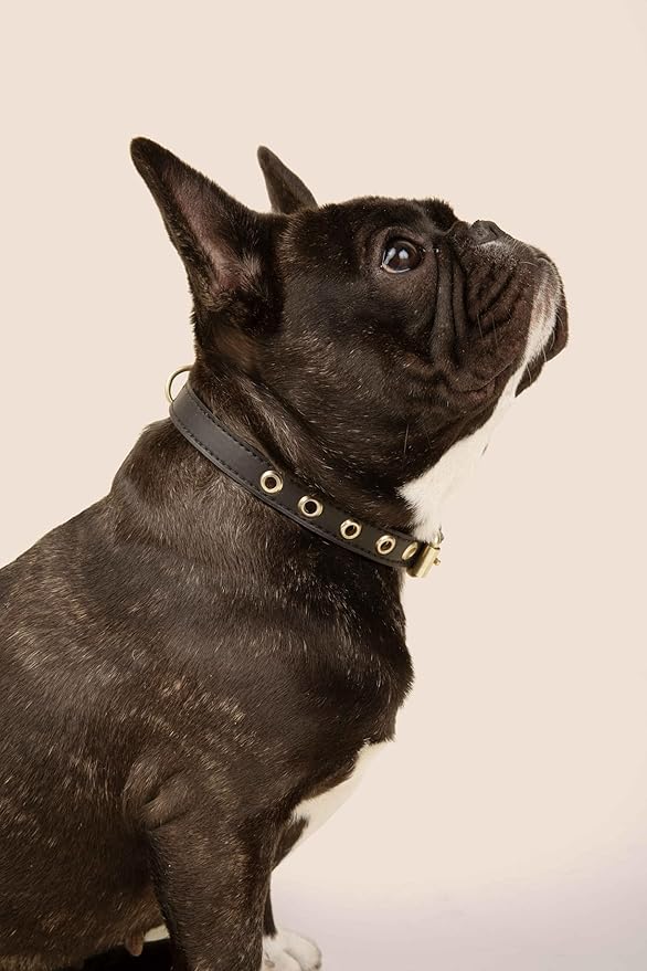 Cactus Leather Dog Collar - Eco-Friendly, Stylish, Easy-to-Clean Pet Collar with Gold Hardware, D-Rings for Leash & ID Tag (Small, Black)