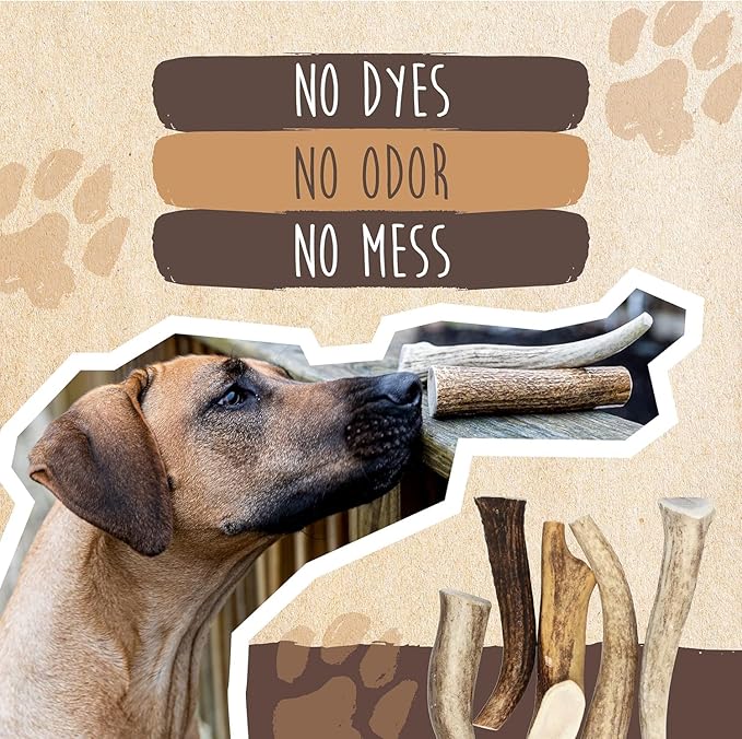 Mighty Paw Split Elk Antlers for Dogs (Sourced in The USA) | 1 Whole Monster 8"+ Long Lasting Bones for Aggressive Chewers - Naturally Shed Split Deer Antler for Dogs - Low Odor Chews (Pack of 1)