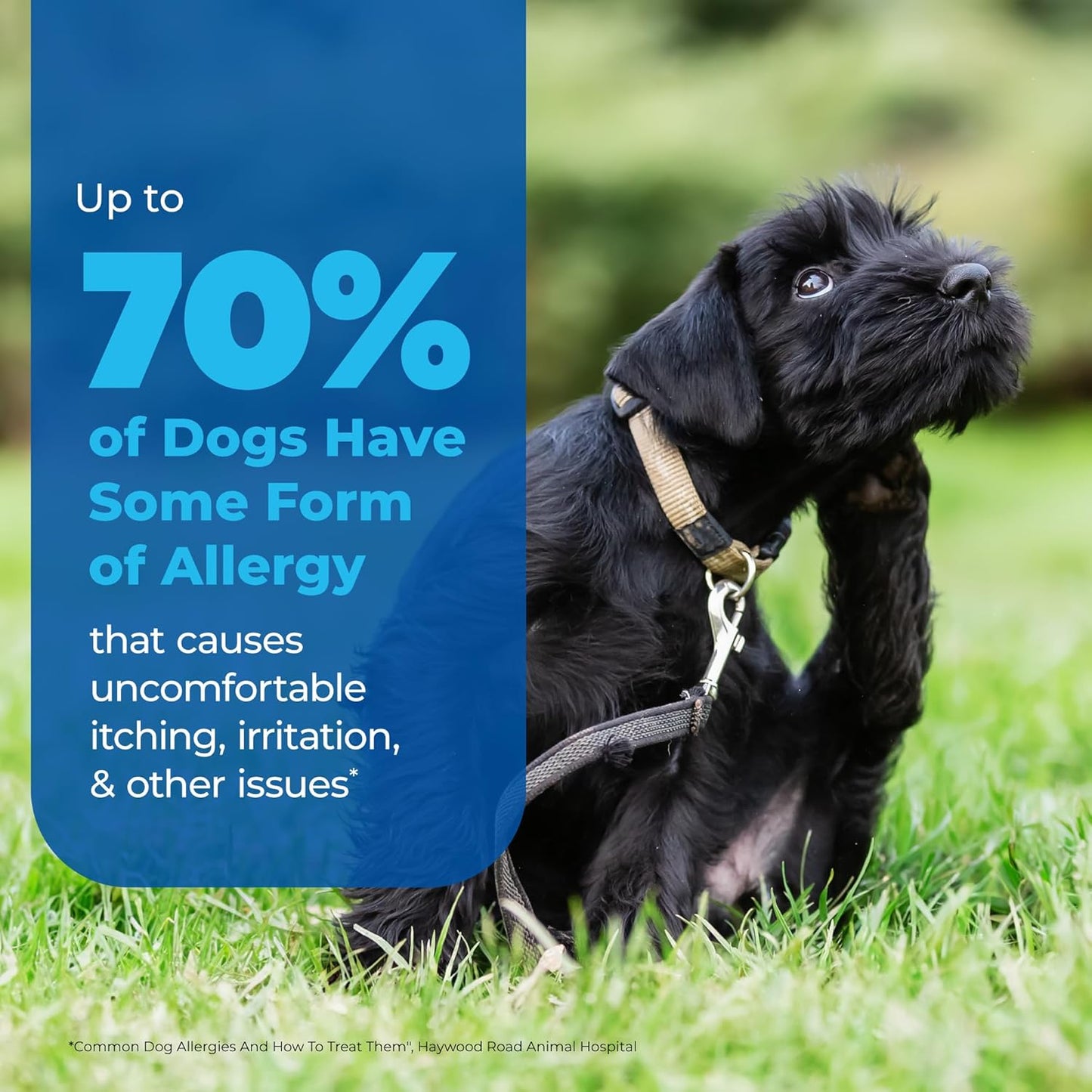 Vetnique Dermabliss Anti Itch Spray for Dogs & Cats with Hydrocortisone for Allergies and Immediate Dog Itching Skin Relief - Fragrance Free with Soothing Oat Extract (4oz)