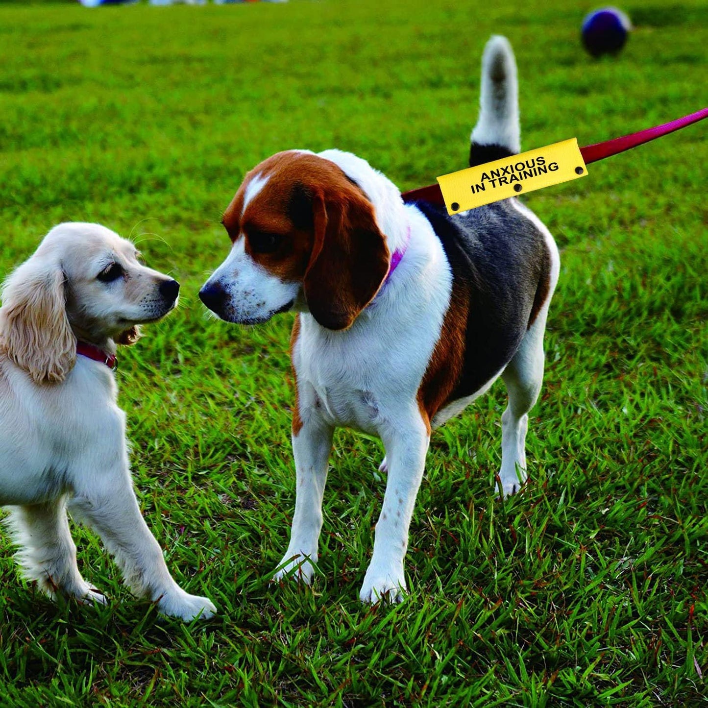 Funny Dog Leash Sleeve Have Anxious in Training Dog Leash Wrap Sleeve Pet Birthday Gift (Anxious in Training-YE Sleeve)