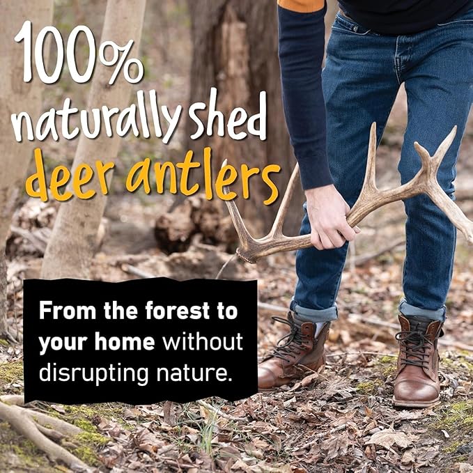 Snatchers Elk Antlers for Dogs – Long Lasting Dog Chews and Dog Toys for Aggressive Chewers, Naturally Shed Deer Antlers for Dogs Processed in The USA, No Additives (Medium, 5-7", 2 Count)