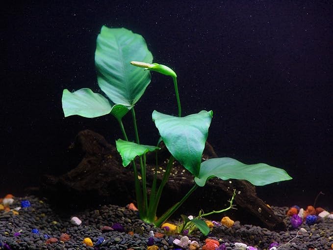 30+ Stems - 8 Species - - Anacharis, Amazon, Rotala, Ludwigia and More!