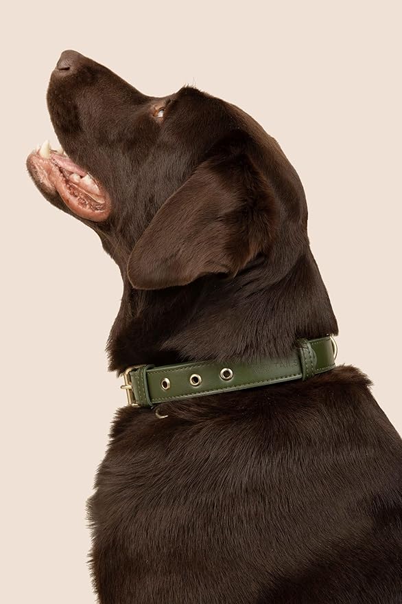 Cactus Leather Dog Collar - Eco-Friendly, Stylish, Easy-to-Clean Pet Collar with Gold Hardware, D-Rings for Leash & ID Tag (Medium, Green)