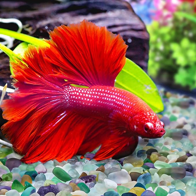 Keedolla 3 LB Fluorite Tumbled Chips Aquarium Fish Tank Gravel, Natural Crystal Quartz Stones Rocks Pebbles for Vase Fillers, Garden, Succulent Plants Decor