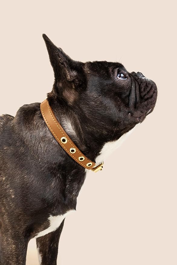 Cactus Leather Dog Collar - Eco-Friendly, Stylish, Easy-to-Clean Pet Collar with Gold Hardware, D-Rings for Leash & ID Tag (Medium, Caramel)