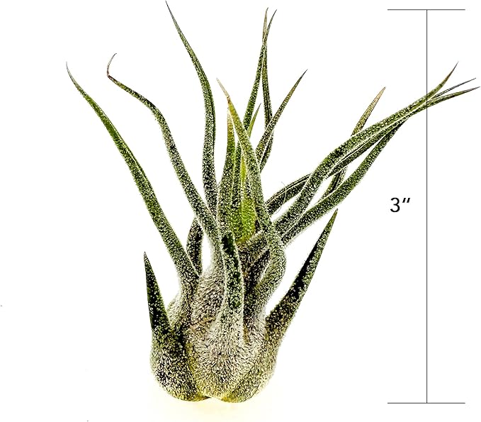 Air Plants - Tillandsia Pruinosa, Large 3-5" - 5ct - Live Arrival Guaranteed - House Plants for Home Decor & Gift