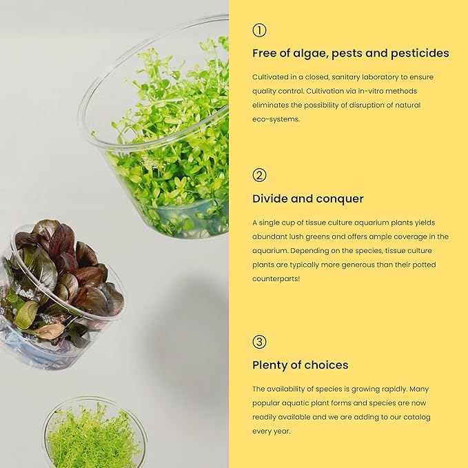 Ultum Nature Systems Alternanthera Reineckii Rosanervig Red Stem Tissue Culture Live Plant for Aquarium, Aquascape, Freshwater Fish Tanks - 100% Snail Free in Vitro