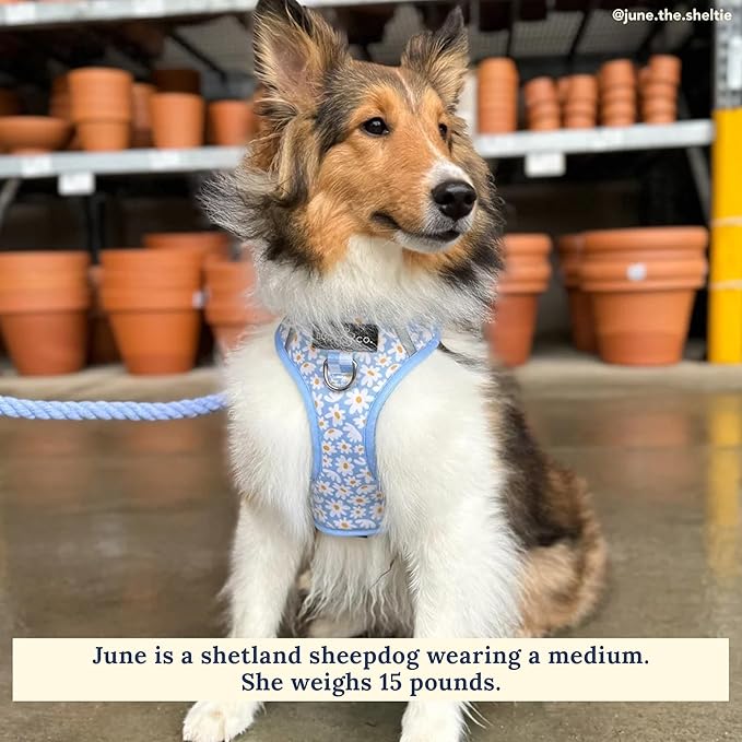 Lucy & Co. The Simply Splendid No-Pull Dog Harness - Size Medium - Vest to Stop Pulling & Walk Easy - Comfortable Leash Training Product w/Adjustable Chest & Neck Straps