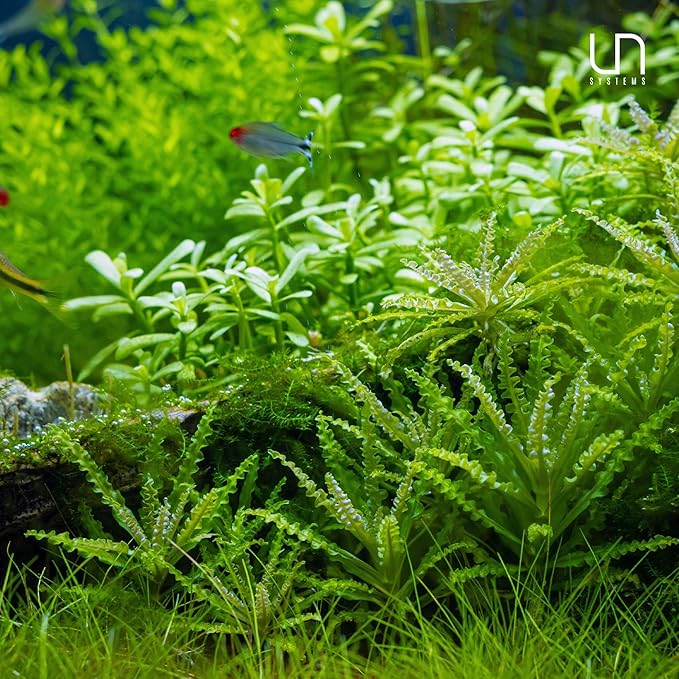 Ultum Nature Systems Hedyotis Salzmannii Tissue Culture Live Plant for Aquarium, Freshwater Fish Tank, Aquascaping - 100% Snail Free in Vitro