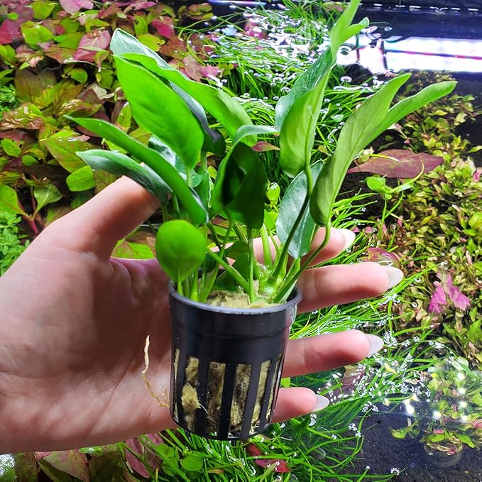 Anubias Live Aquarium Plants - Potted Freshwater Plant for Fish Tanks, Terrariums - Beginner Friendly Low Light (Nana, 1 Pot)