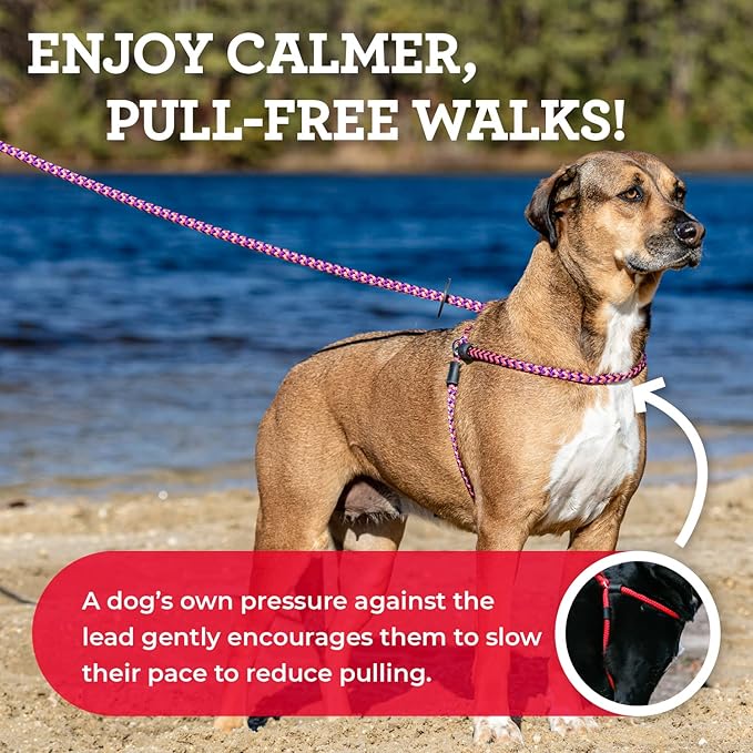 Harness Lead No Pull Dog Harness and Leash Set, Anti Pull Dog Harness, One-Piece Cushioned Rope Safely Prevents Escaping and Pulling *New Insert is Removable (Small/Medium, Peacock/Blue/Lime)