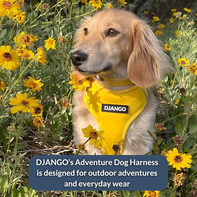 DJANGO Adventure Dog Harness - Stylish Small Dog Harness for Outdoor Adventures and Everyday Wear - Dandelion Yellow Neoprene Adjustable Harness for Dogs with Reflective Piping and Solid Brass D-Ring