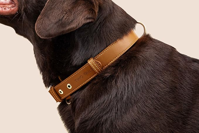 Cactus Leather Dog Collar - Eco-Friendly, Stylish, Easy-to-Clean Pet Collar with Gold Hardware, D-Rings for Leash & ID Tag (Medium, Caramel)