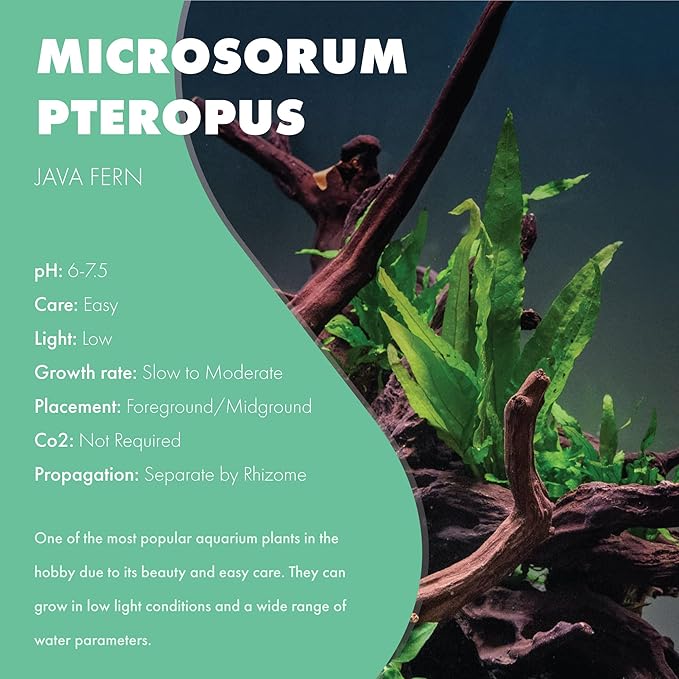 Java Fern Live Aquarium Plants - Potted Freshwater Plant for Fish Tanks - Beginner Friendly, Low Light (Java Fern, 5 Pots)