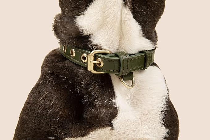 Cactus Leather Dog Collar - Eco-Friendly, Stylish, Easy-to-Clean Pet Collar with Gold Hardware, D-Rings for Leash & ID Tag (Medium, Green)
