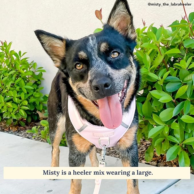 Lucy & Co. The Rosewater No-Pull Dog Harness - Size X-Small - Vest to Stop Pulling & Walk Easy - Comfortable Leash Training Product w/Adjustable Chest & Neck Straps