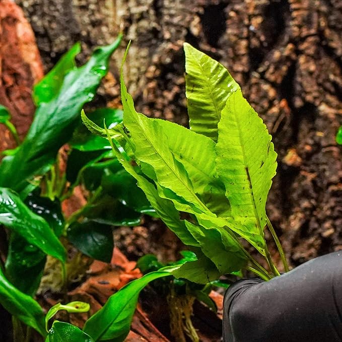Live Plants - El Niño Fern (Bolbitis heteroclita) - Midground to Background Epiphytic Rhizome for Low to Medium Light Aquascapes - Dark Green, Slow-Growing Accent - Pot