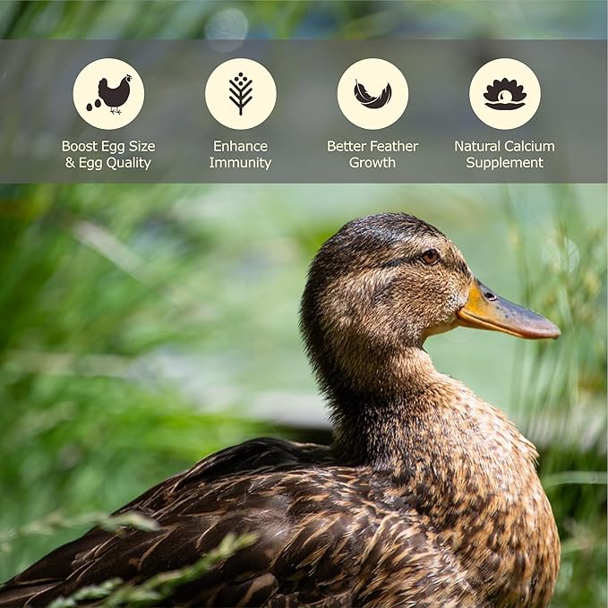 2LB Dried Black Soldier Fly Larvae, More Calcium Than Dried Mealworms, High Protein Chicken Feed, Poultry Treat, Chicken Scratch