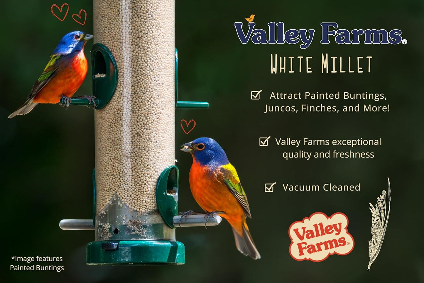Valley Farms White Millet Wild Bird Seed (5LB) for Outside feeders, White proso Millet, Bird Watcher Secret Wild Bird Food to Attract Colorful Painted Buntings in Southern USA