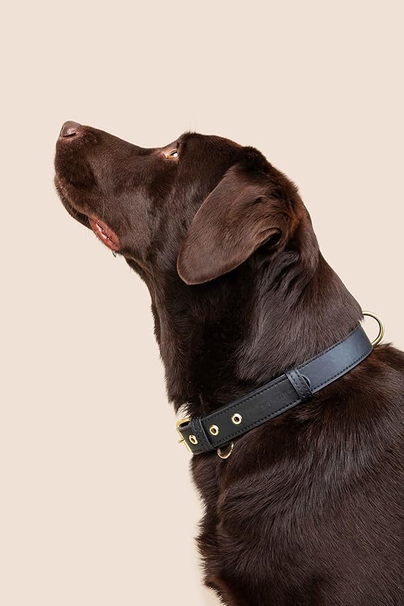 Cactus Leather Dog Collar - Eco-Friendly, Stylish, Easy-to-Clean Pet Collar with Gold Hardware, D-Rings for Leash & ID Tag (Medium, Black)