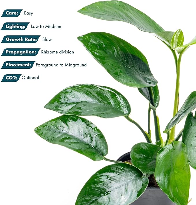 Anubias Live Aquarium Plants - Anubias Nana Tropica (Anubias barteri Nana) - Low Light Epiphytic Rhizome for Foreground to Midground Freshwater Aquascapes, Dark Green Accent - Pot