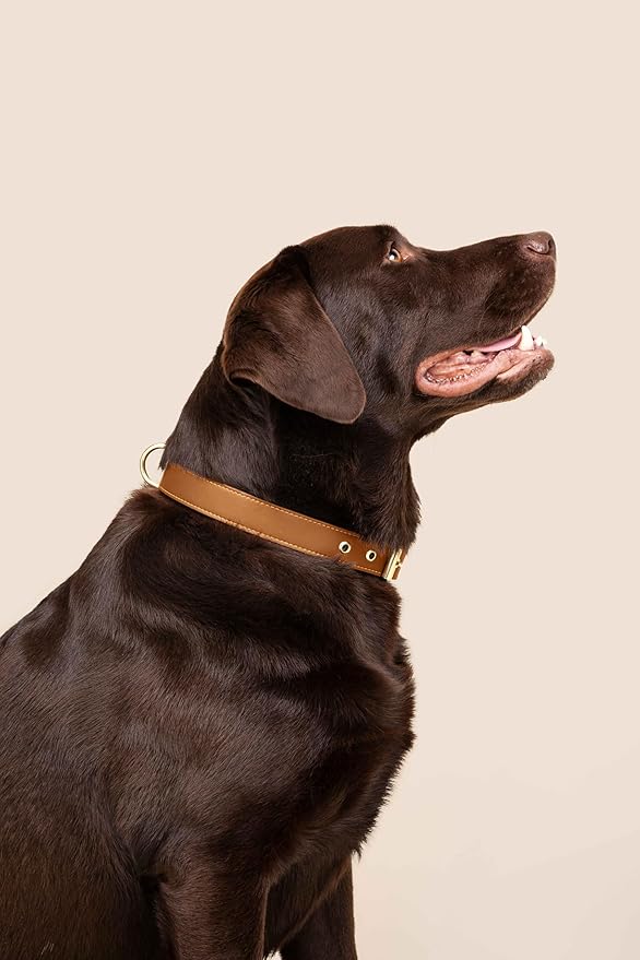 Cactus Leather Dog Collar - Eco-Friendly, Stylish, Easy-to-Clean Pet Collar with Gold Hardware, D-Rings for Leash & ID Tag (Medium, Caramel)