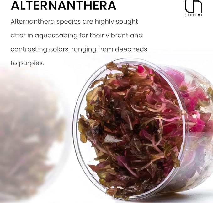 Ultum Nature Systems Alternanthera Reineckii Rosanervig Red Stem Tissue Culture Live Plant for Aquarium, Aquascape, Freshwater Fish Tanks - 100% Snail Free in Vitro