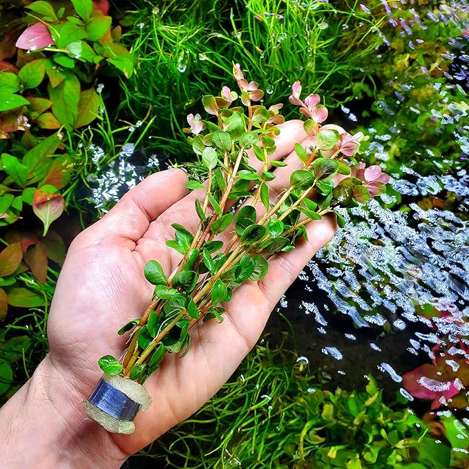 Live Aquarium Stem Plants - Freshwater Aquatic Plant for Fish Tanks, Aquascaping - (Rotala Rotundifolia Orange Juice, 1 Bunch)