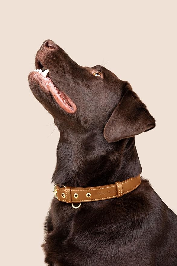 Cactus Leather Dog Collar - Eco-Friendly, Stylish, Easy-to-Clean Pet Collar with Gold Hardware, D-Rings for Leash & ID Tag (Medium, Caramel)