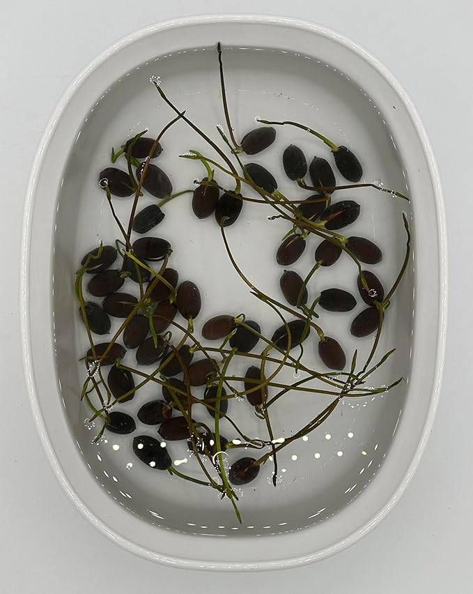 50 Sacred Lotus Seeds for Planting in Water Mixed Flower Color Pink Red White Yellow Multicolor Aquatic Nelumbo nucifera Bonsai Bowl Lotus Seed Ponds Water Feature Gardens Water Lily (50, Lotus Seed)